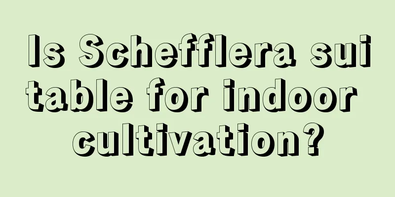 Is Schefflera suitable for indoor cultivation?