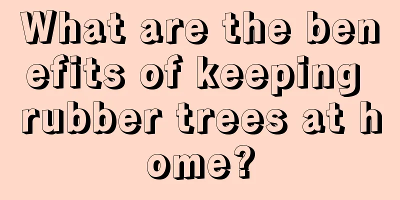 What are the benefits of keeping rubber trees at home?