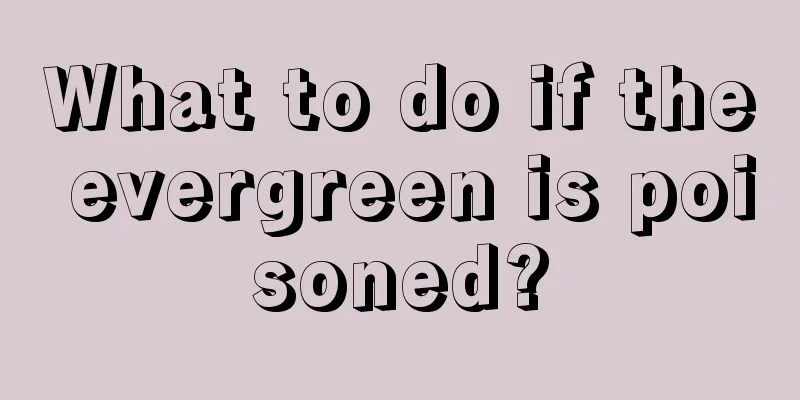 What to do if the evergreen is poisoned?