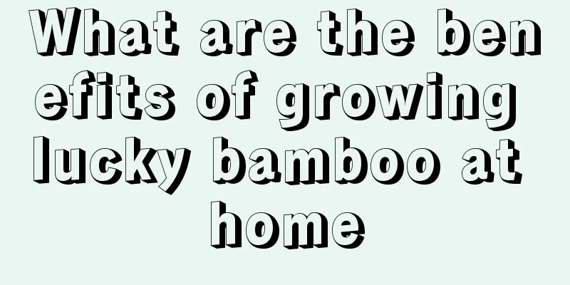 What are the benefits of growing lucky bamboo at home