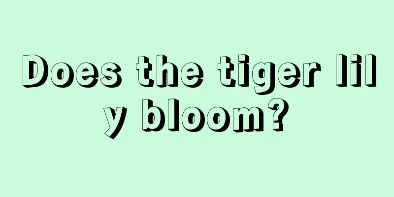 Does the tiger lily bloom?