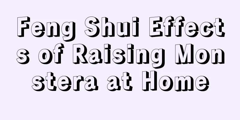 Feng Shui Effects of Raising Monstera at Home