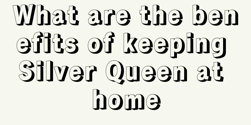 What are the benefits of keeping Silver Queen at home