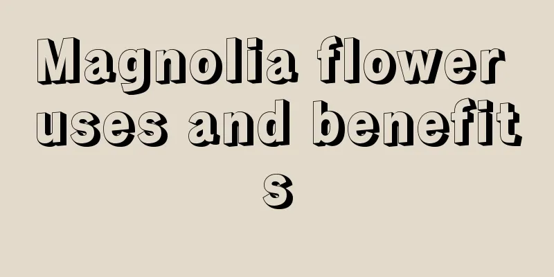 Magnolia flower uses and benefits