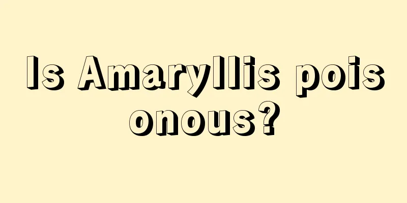 Is Amaryllis poisonous?