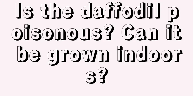 Is the daffodil poisonous? Can it be grown indoors?