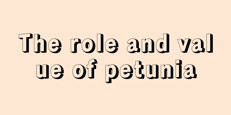 The role and value of petunia