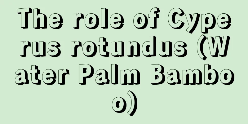 The role of Cyperus rotundus (Water Palm Bamboo)