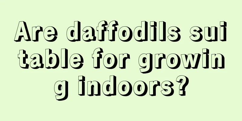 Are daffodils suitable for growing indoors?