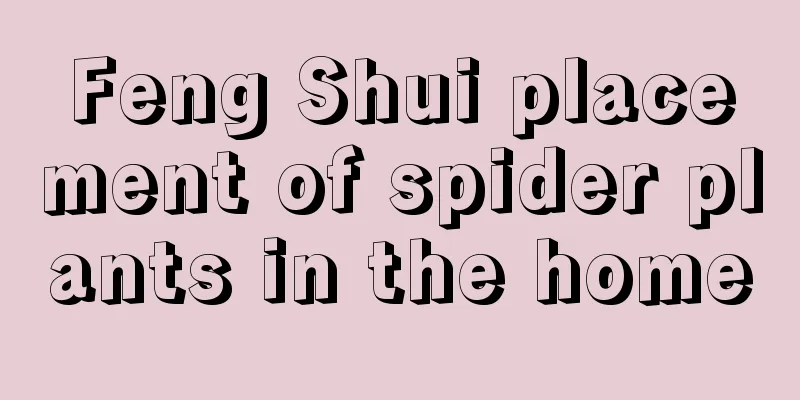 Feng Shui placement of spider plants in the home