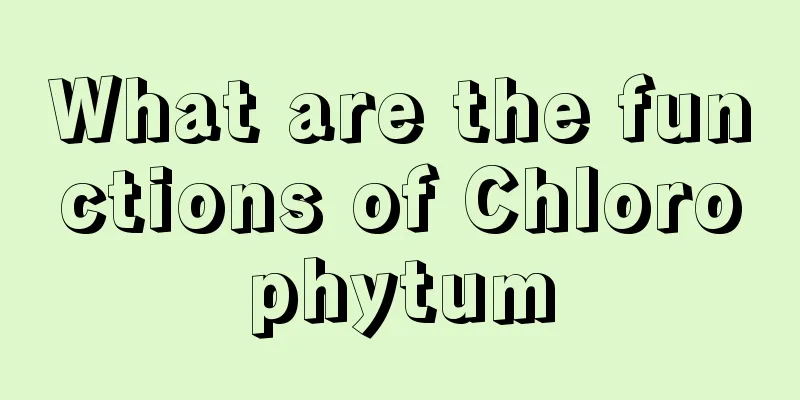 What are the functions of Chlorophytum