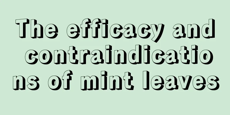 The efficacy and contraindications of mint leaves