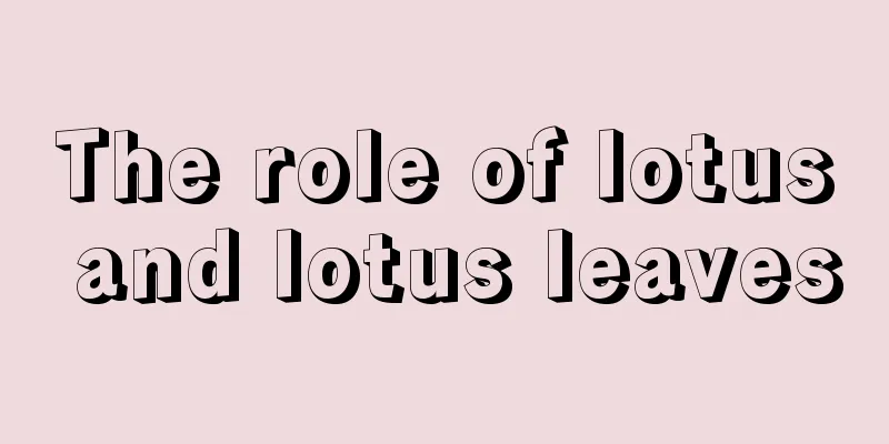 The role of lotus and lotus leaves