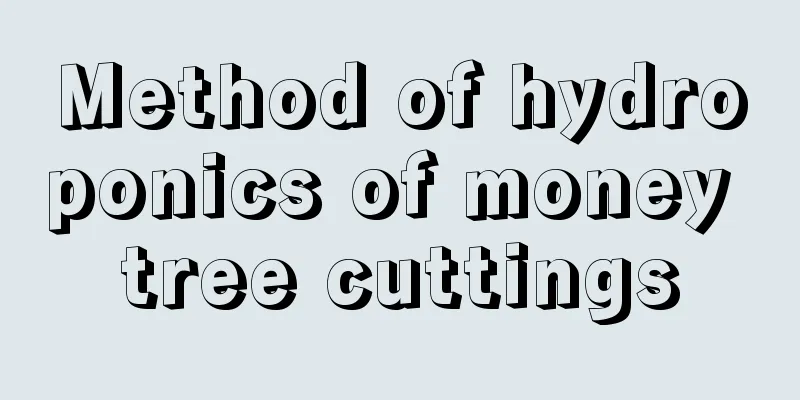 Method of hydroponics of money tree cuttings