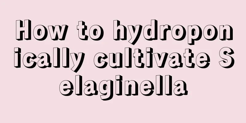 How to hydroponically cultivate Selaginella