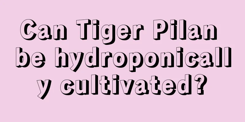 Can Tiger Pilan be hydroponically cultivated?