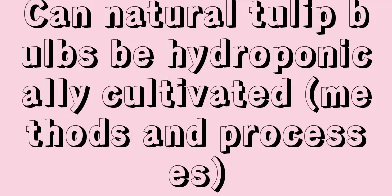 Can natural tulip bulbs be hydroponically cultivated (methods and processes)