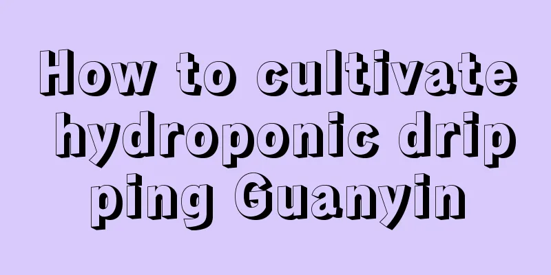 How to cultivate hydroponic dripping Guanyin