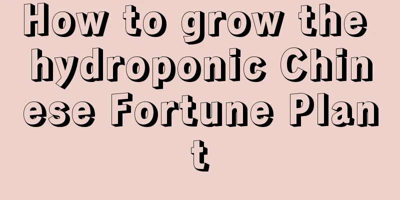 How to grow the hydroponic Chinese Fortune Plant