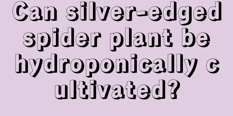 Can silver-edged spider plant be hydroponically cultivated?