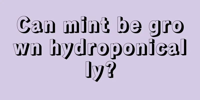 Can mint be grown hydroponically?