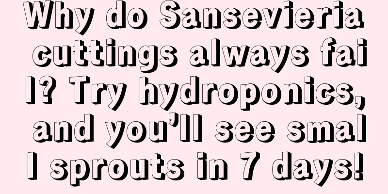 Why do Sansevieria cuttings always fail? Try hydroponics, and you’ll see small sprouts in 7 days!