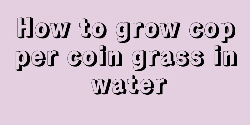 How to grow copper coin grass in water