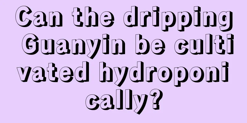 Can the dripping Guanyin be cultivated hydroponically?