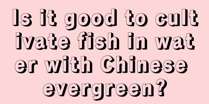 Is it good to cultivate fish in water with Chinese evergreen?