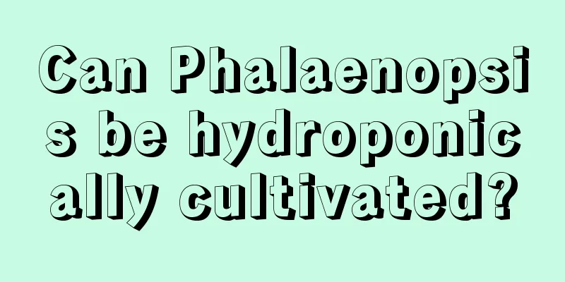 Can Phalaenopsis be hydroponically cultivated?