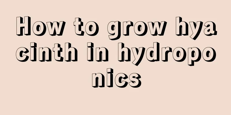 How to grow hyacinth in hydroponics