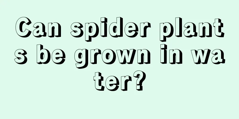 Can spider plants be grown in water?