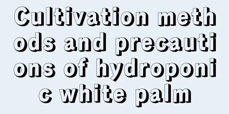 Cultivation methods and precautions of hydroponic white palm