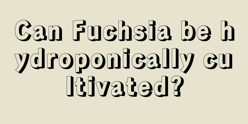 Can Fuchsia be hydroponically cultivated?