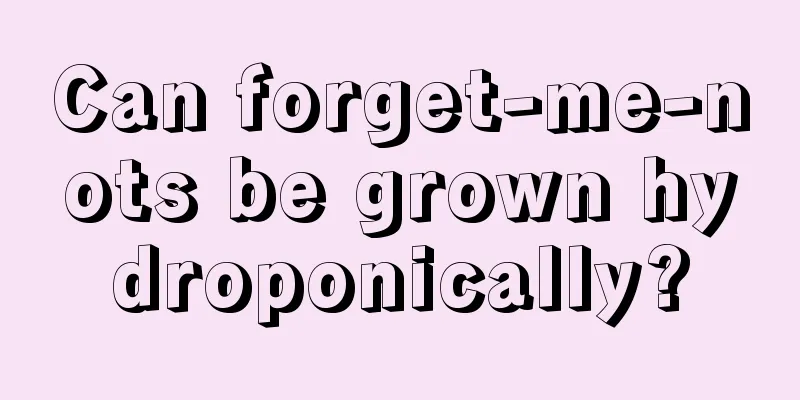 Can forget-me-nots be grown hydroponically?