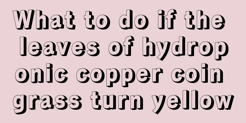 What to do if the leaves of hydroponic copper coin grass turn yellow