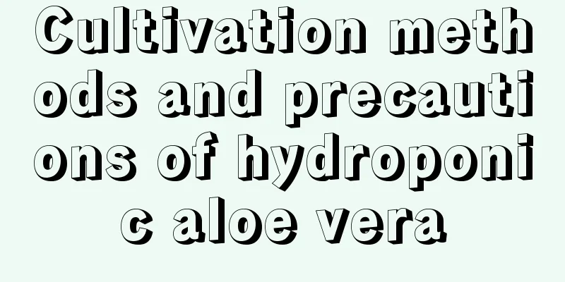 Cultivation methods and precautions of hydroponic aloe vera