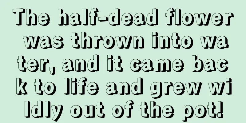 The half-dead flower was thrown into water, and it came back to life and grew wildly out of the pot!