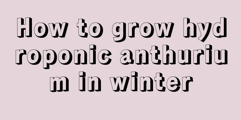 How to grow hydroponic anthurium in winter