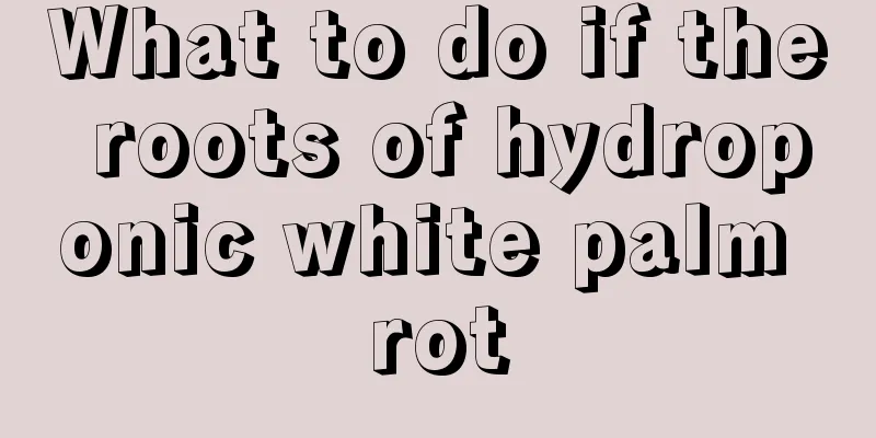 What to do if the roots of hydroponic white palm rot