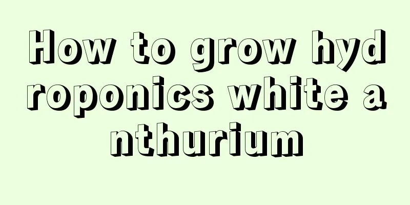 How to grow hydroponics white anthurium