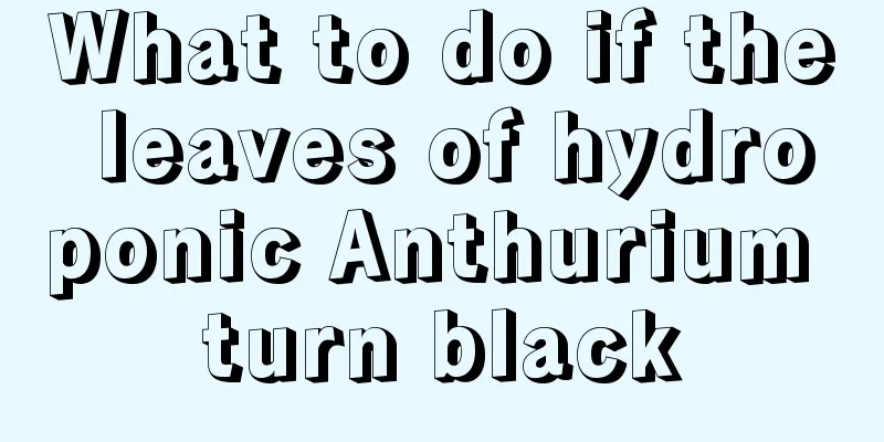 What to do if the leaves of hydroponic Anthurium turn black