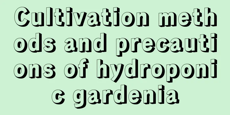 Cultivation methods and precautions of hydroponic gardenia