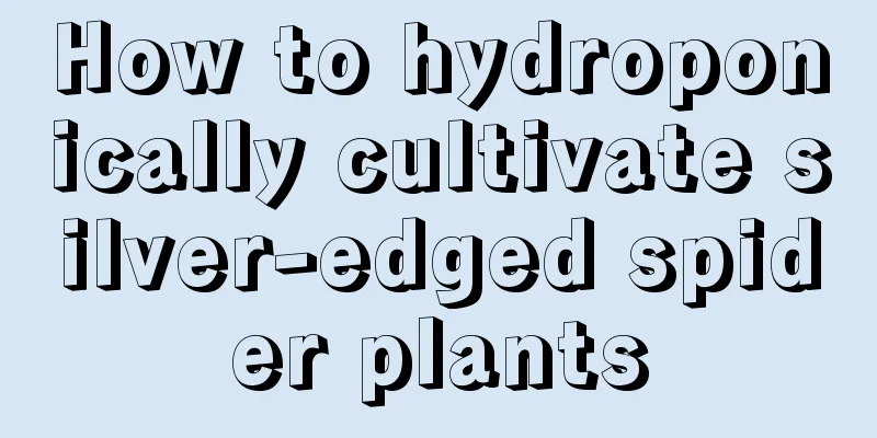 How to hydroponically cultivate silver-edged spider plants