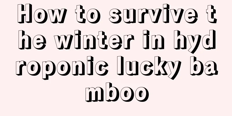 How to survive the winter in hydroponic lucky bamboo