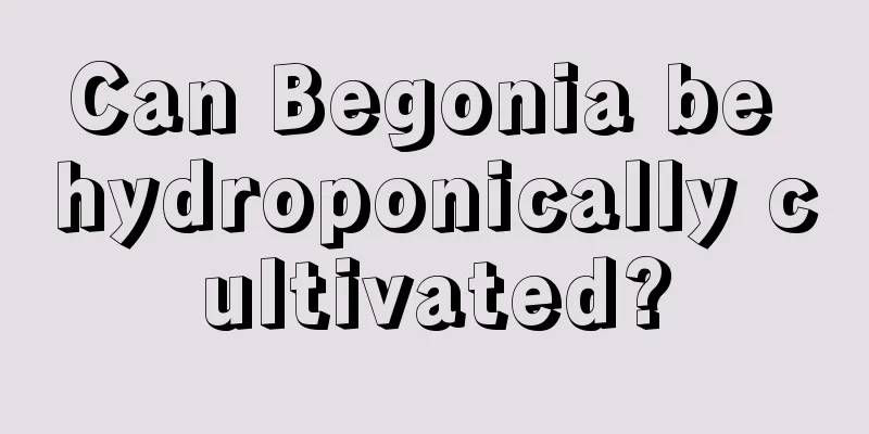 Can Begonia be hydroponically cultivated?