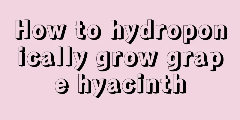 How to hydroponically grow grape hyacinth