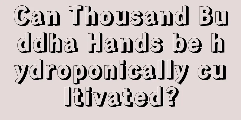 Can Thousand Buddha Hands be hydroponically cultivated?