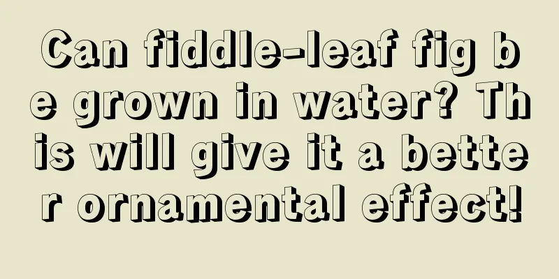 Can fiddle-leaf fig be grown in water? This will give it a better ornamental effect!