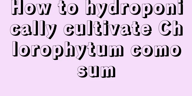 How to hydroponically cultivate Chlorophytum comosum